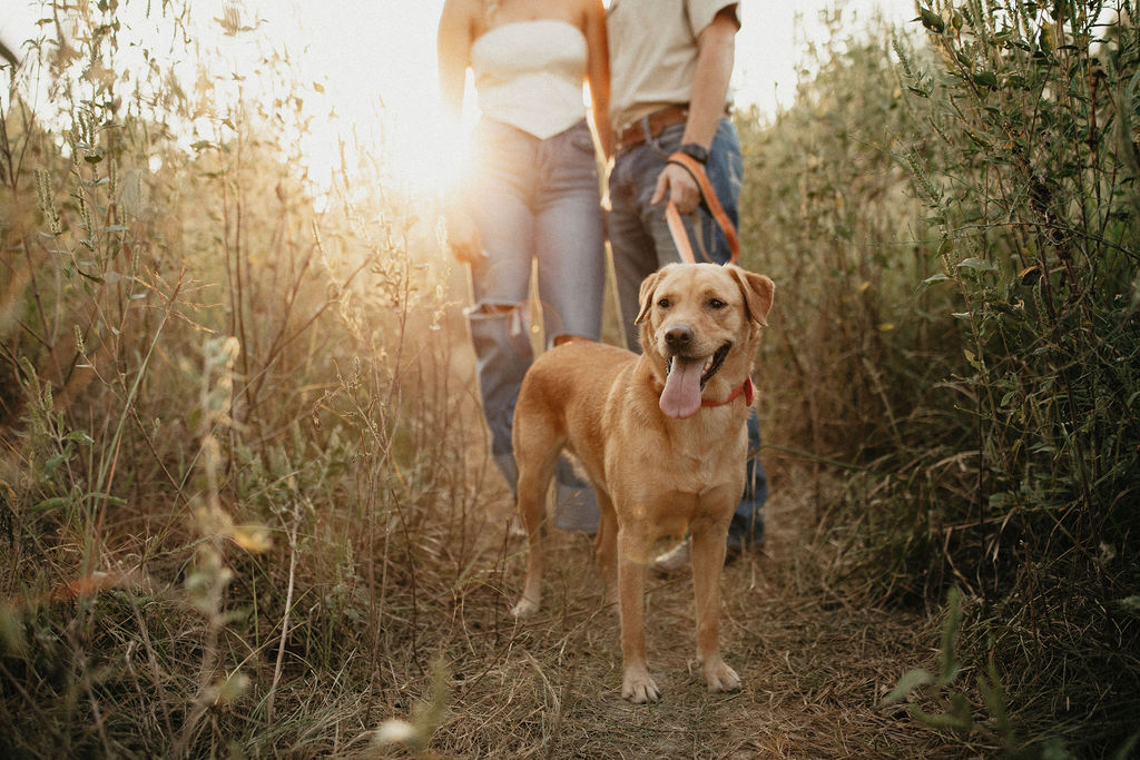 A newly engaged couple pose with their yellow labrador at golden hour during their Houston engagement photos 